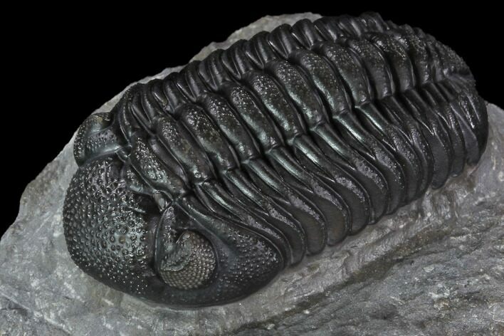 Prone Morocops Trilobite - Top Quality Specimen #88872